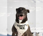 Small #26 American Pit Bull Terrier-Labrador Retriever Mix