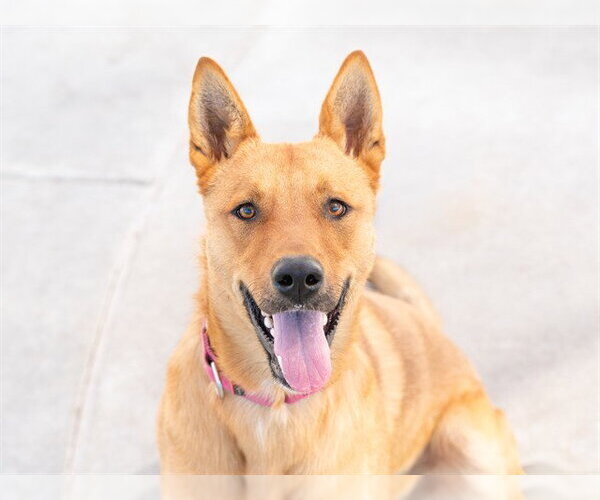 Medium Photo #2 German Shepherd Dog-Unknown Mix Puppy For Sale in Martinez, CA, USA