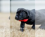 Small Photo #3 Labrador Retriever-Unknown Mix Puppy For Sale in McKinney, TX, USA