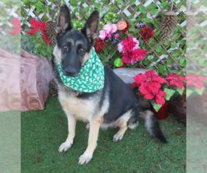 German Shepherd Dog Dogs for adoption in Oklahoma City, OK, USA