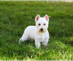 Small #2 Poodle (Toy)-West Highland White Terrier Mix