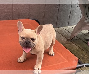 French Bulldog Puppy for Sale in SEBRING, Florida USA