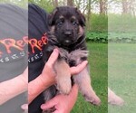 Small Photo #1 German Shepherd Dog Puppy For Sale in WADSWORTH, IL, USA