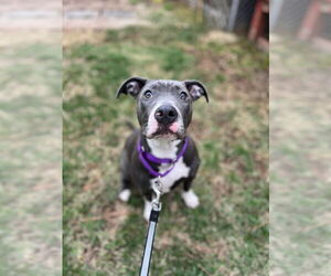 American Pit Bull Terrier-American Staffordshire Terrier Mix Dogs for adoption in Wenonah, NJ, USA