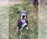 Small American Pit Bull Terrier-American Staffordshire Terrier Mix