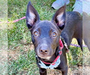 Mutt Dogs for adoption in Canton, CT, USA