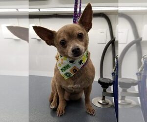 Chihuahua Dogs for adoption in CHANDLER, AZ, USA