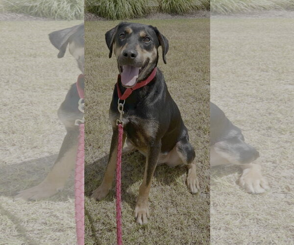 Medium Photo #4 Labrottie Puppy For Sale in Munford, TN, USA