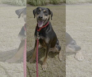 Koda - Male Labrottie Dog for Adoption - Photo #4