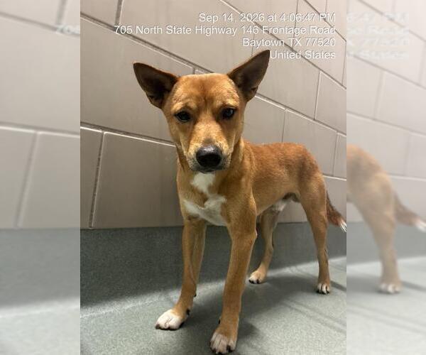 Medium Photo #1 Shiba Inu-Unknown Mix Puppy For Sale in Baytown, TX, USA