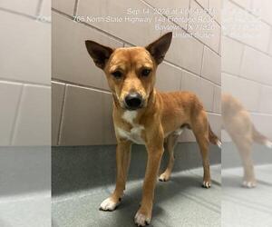 Shiba Inu-Unknown Mix Dogs for adoption in Baytown, TX, USA