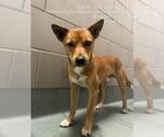 PUMPKIN - Male Shiba Inu-Unknown Mix Dog for Adoption - Small photo