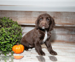 Puppy Penny Cocker Spaniel