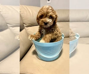 Cock-A-Poo Puppy for Sale in KENNER, Louisiana USA