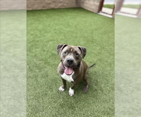 Medium Photo #3 American Pit Bull Terrier Puppy For Sale in Derwood, MD, USA
