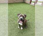 Small #2 American Pit Bull Terrier
