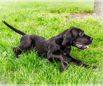 Puppy Zayne Great Dane