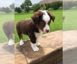 Small Photo #5 Miniature Australian Shepherd Puppy For Sale in RICHMOND, TX, USA