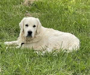 Father of the English Cream Golden Retriever puppies born on 09/21/2022