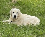 Small Photo #1 English Cream Golden Retriever Puppy For Sale in UTICA, NY, USA