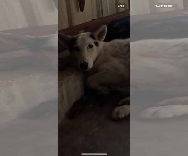 Medium Photo #2 Gerberian Shepsky Puppy For Sale in El Centro, CA, USA