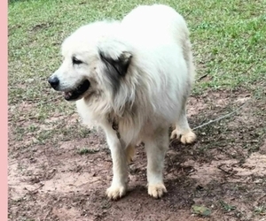Father of the German Shepherd Dog-Great Pyrenees Mix puppies born on 12/06/2025