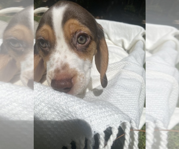 Medium Photo #4 Beagle Puppy For Sale in CONROE, TX, USA