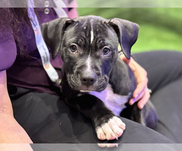 Medium Photo #1 American Bulldog-Unknown Mix Puppy For Sale in Sanford, FL, USA