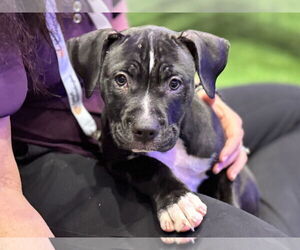 American Bulldog-Unknown Mix Dogs for adoption in Sanford, FL, USA