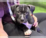 Small American Bulldog Mix