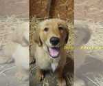 Image preview for Ad Listing. Nickname: Daisy