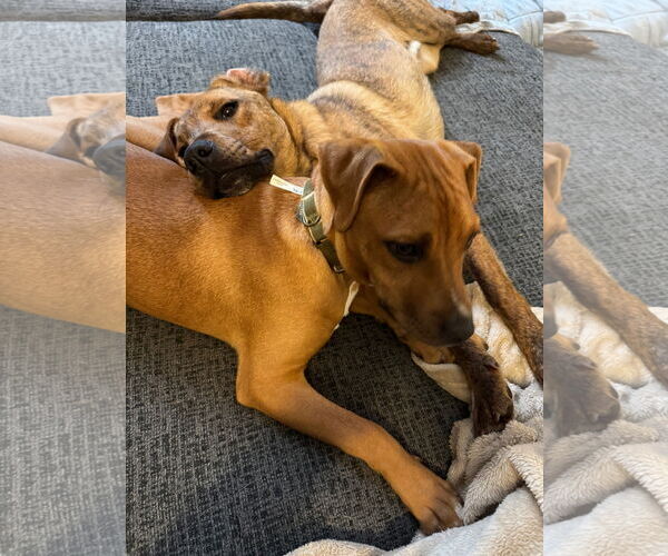 Medium Photo #11 Bulldog-Labrador Retriever Mix Puppy For Sale in Tarrytown, GA, USA