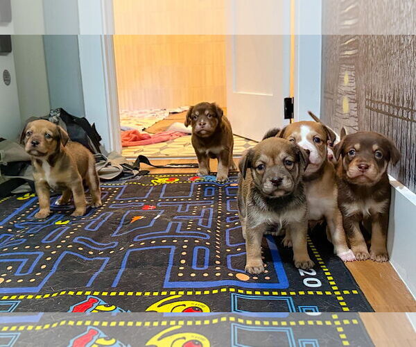 Medium Photo #3 Mutt Puppy For Sale in Holly Springs, NC, USA