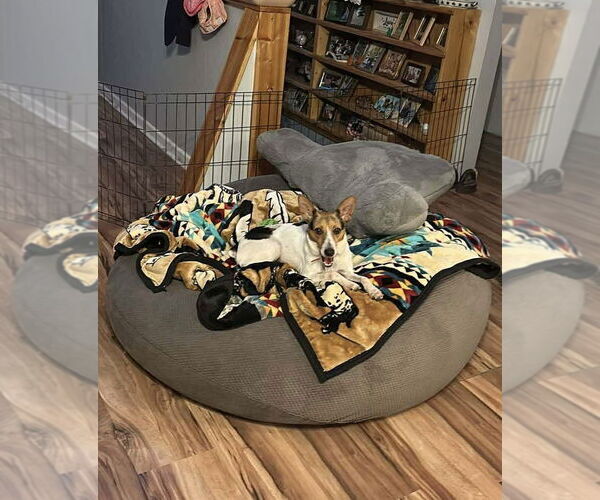 Medium Photo #10 Jack Russell Terrier-Unknown Mix Puppy For Sale in Westwood, NJ, USA