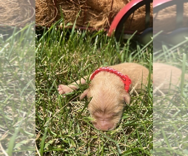 Medium Photo #2 Golden Retriever Puppy For Sale in NEOLA, WV, USA