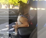 Small #1 Boxer-German Shepherd Dog Mix