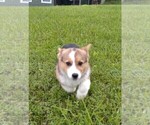 Small Photo #8 Pembroke Welsh Corgi Puppy For Sale in KINGSVILLE, MO, USA