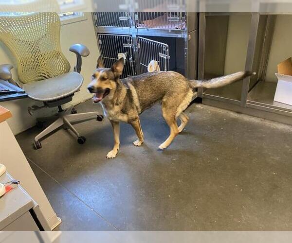 Medium Photo #1 German Shepherd Dog-Siberian Husky Mix Puppy For Sale in Santa Cruz, CA, USA