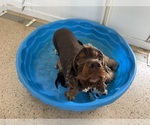 Small Photo #1 Cocker Spaniel Puppy For Sale in ATHENS, WI, USA