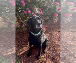 Small #3 Labrador Retriever Mix