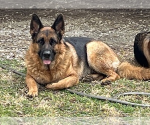 Mother of the German Shepherd Dog puppies born on 05/21/2025