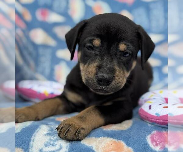 Medium Photo #4 Labrador Retriever-Unknown Mix Puppy For Sale in San Diego, CA, USA