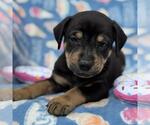 Small #3 Labrador Retriever Mix