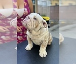 Small Photo #6 English Bulldog Puppy For Sale in SANTA ANA, CA, USA