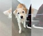 Small Mutt