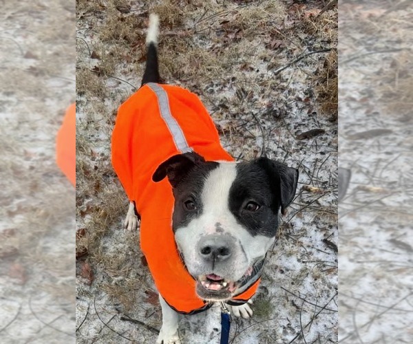 Medium Photo #6 American Staffordshire Terrier Puppy For Sale in Lawrenceville, NJ, USA