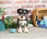 Small #13 Schnauzer (Miniature)