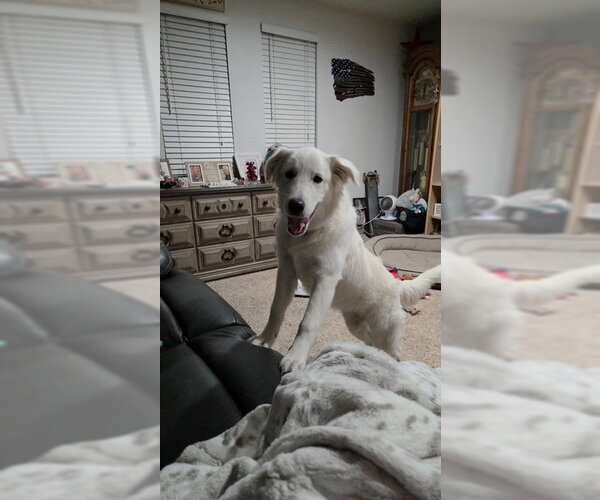 Medium Photo #6 Great Pyrenees Puppy For Sale in MIDWAY, UT, USA