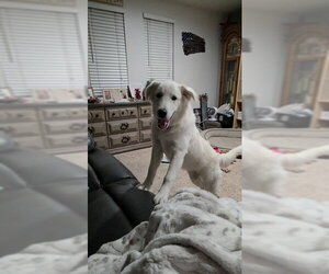 WIllow Mae - Female Great Pyrenees Dog for Adoption - Photo #6