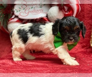 Cavapoo Puppy for sale in LANCASTER, PA, USA